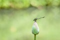 Dragonfly close up with water lily flowers Royalty Free Stock Photo