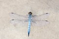 Dragonfly Royalty Free Stock Photo