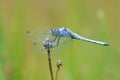 Dragonfly Royalty Free Stock Photo