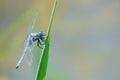 Dragonfly Royalty Free Stock Photo
