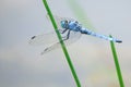 Dragonfly Royalty Free Stock Photo