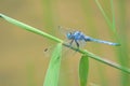Dragonfly Royalty Free Stock Photo