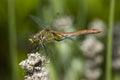 Dragonfly closeup Royalty Free Stock Photo