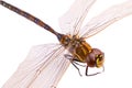 Dragonfly closeup Royalty Free Stock Photo