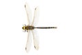 Dragonfly closeup Royalty Free Stock Photo