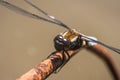 Extreme closeup of a dragonfly sitting on a rusty wire