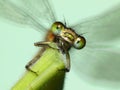 Dragonfly closeup