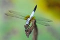 Dragonfly Royalty Free Stock Photo