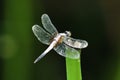 Dragonfly Royalty Free Stock Photo