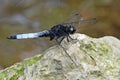 A dragonfly Royalty Free Stock Photo