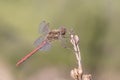 A dragonfly closeup