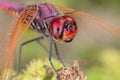 A dragonfly closeup