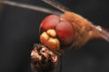 Dragonfly closeup macro photography detail