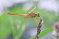 Dragonfly closeup macro photography detail