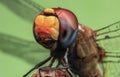 Dragonfly closeup macro photography detail