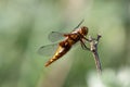 Dragonfly closeup Royalty Free Stock Photo