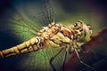 Dragonfly closeup macrophoto on the grass Royalty Free Stock Photo