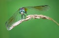 Dragonfly Royalty Free Stock Photo