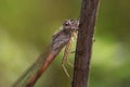 A dragonfly (Coenagrionidae) sits on a dry grass stalk. Transparent wings are folded along the body. Royalty Free Stock Photo