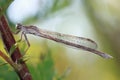 A dragonfly Coenagrionidae sits on a dry grass stalk. Royalty Free Stock Photo