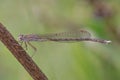 Dragonfly Coenagrionidae sits on a dry grass stalk. Transparent wings with a strict pattern are folded along the body. Royalty Free Stock Photo