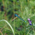 Dragonfly Coenagrionidae Royalty Free Stock Photo