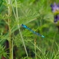 Dragonfly Coenagrionidae Royalty Free Stock Photo