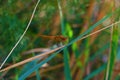 Dragonfly colorful close shot