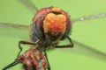 Dragonfly colorful close up waterdroplets