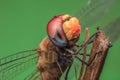 Dragonfly colorful close up waterdroplets