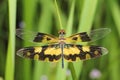Dragonfly Royalty Free Stock Photo