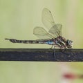 Dragonfly Royalty Free Stock Photo