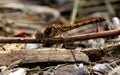 Dragonfly Common Darter Sympetrum striolatum Royalty Free Stock Photo