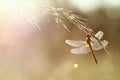 Dragonfly in contrejour lighting