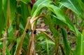 A dragonfly in the corn patch in Missouri Royalty Free Stock Photo