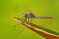 Dragonfly from Costa Rica. Dragonfly sitting on green leaves. Beautiful dragon fly in the nature habitat. Nice insect from central Royalty Free Stock Photo