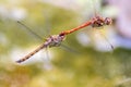 Dragonfly couple flying in mating season and pairing season for egg deposition at a garden pond as dragonfly tandem and elegant in Royalty Free Stock Photo