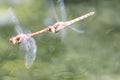 Dragonfly couple flying in mating season and pairing season for egg deposition at a garden pond as dragonfly tandem and elegant in Royalty Free Stock Photo