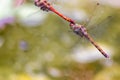 Dragonfly couple flying in mating season and pairing season for egg deposition at a garden pond as dragonfly tandem and elegant in Royalty Free Stock Photo