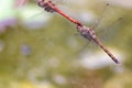 Dragonfly couple flying in mating season and pairing season for egg deposition at a garden pond as dragonfly tandem and elegant in Royalty Free Stock Photo