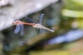 Dragonfly couple flying in mating season and pairing season for egg deposition at a garden pond as dragonfly tandem and elegant in Royalty Free Stock Photo