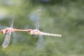 Dragonfly couple flying in mating season and pairing season for egg deposition at a garden pond as dragonfly tandem and elegant in Royalty Free Stock Photo