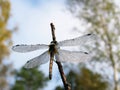 Dragonfly covered with dewdrops-3