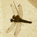 Dragonfly on crackle paint Royalty Free Stock Photo