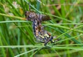 Dragonfly crawling out of larval skin