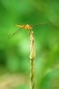 dragonfly crocothemis servilia Royalty Free Stock Photo