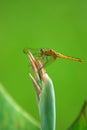 dragonfly crocothemis servilia Royalty Free Stock Photo