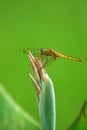 dragonfly crocothemis servilia
