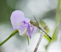 Dragonfly Crocothemis servilia on the flower