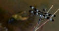 Dragonfly at the dam lake redstone county park lavalle wisconsin